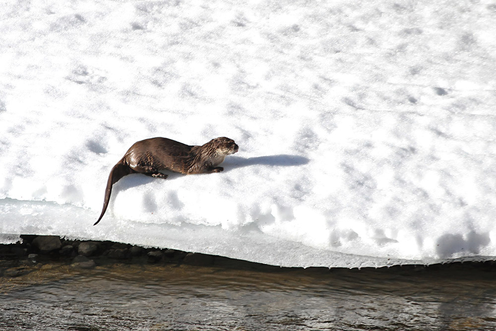 river-otter-on-snow-shelf-next-to-lamar-river.jpg