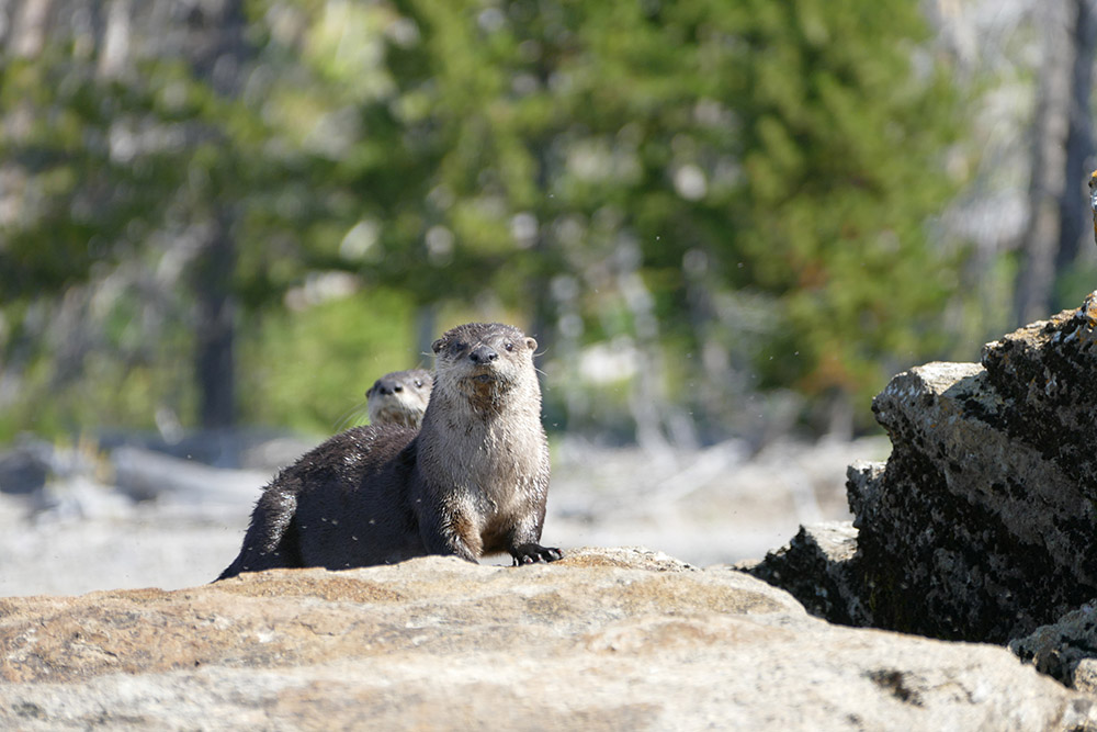 river-otters-resting-on-a-rock-in-yellowstone.jpg