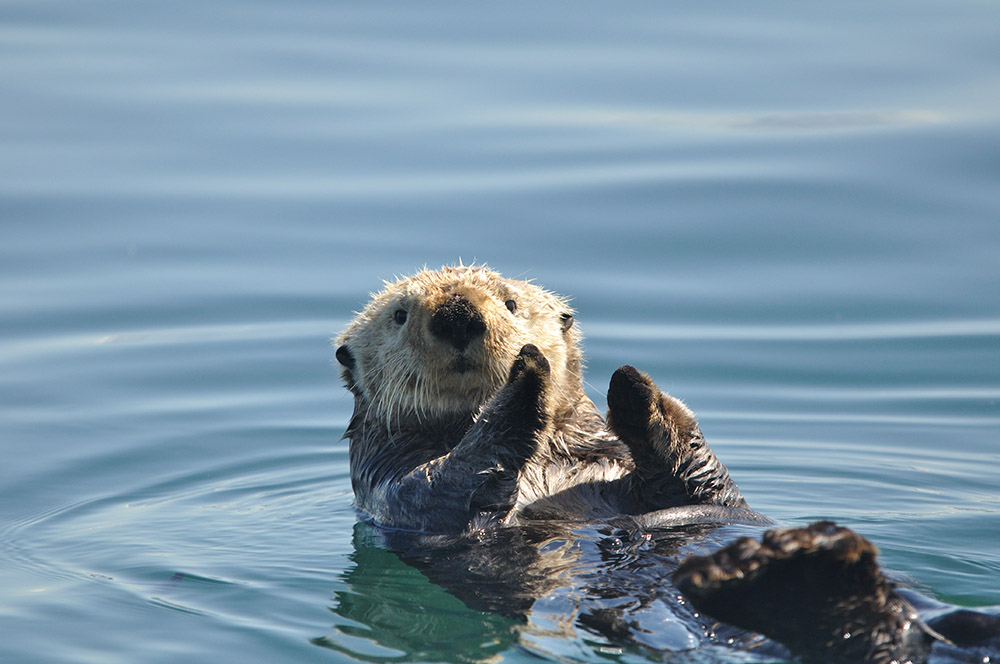 sea-otter-aquatic-member-of-the-weasel-family.jpg