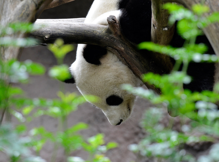 panda-bear-sleeping-head-down.jpg