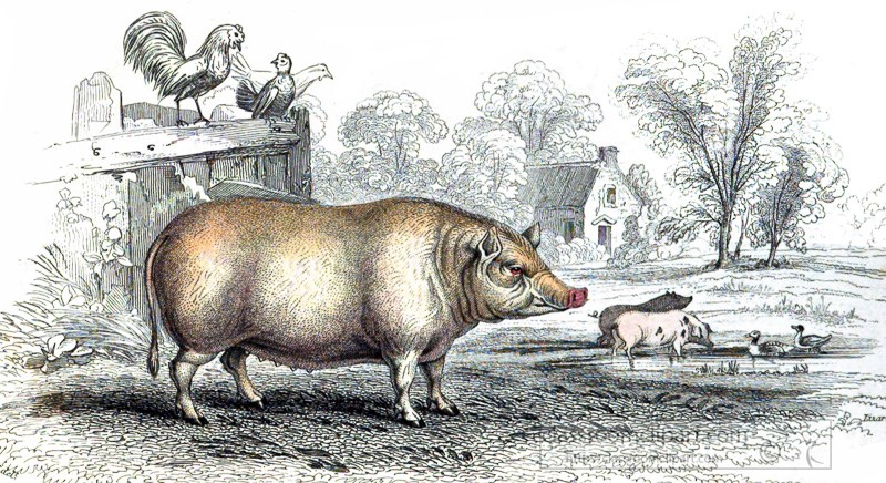 animal-illustration-domestic-pig-42A.jpg