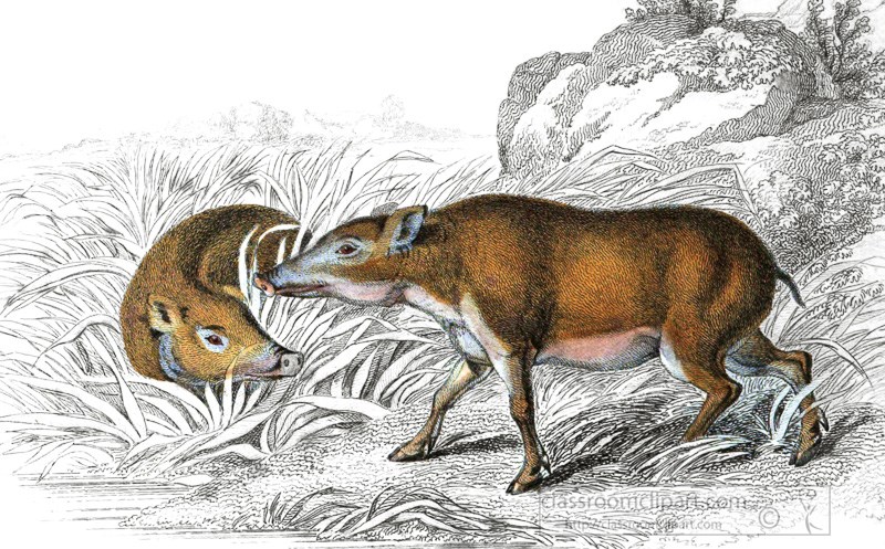 animal-illustration-papuan-hog-36.jpg