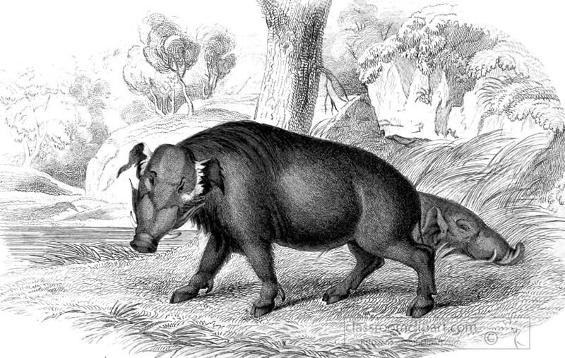 animal-illustration-warthog-46A.jpg