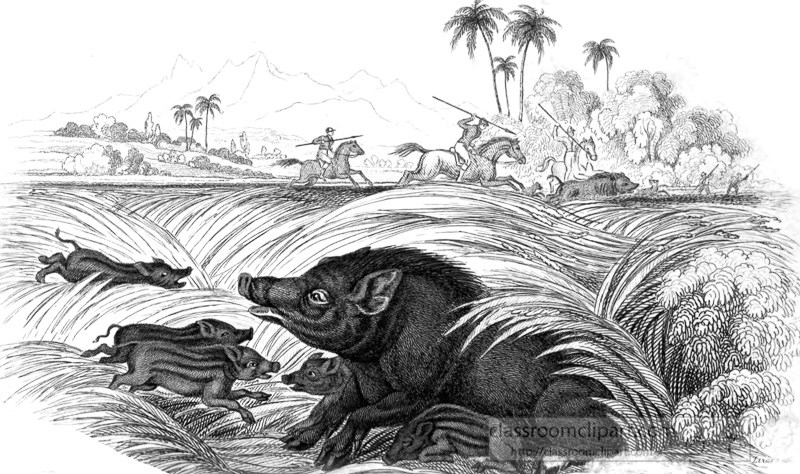 animal-illustration-wild-boars-52A.jpg