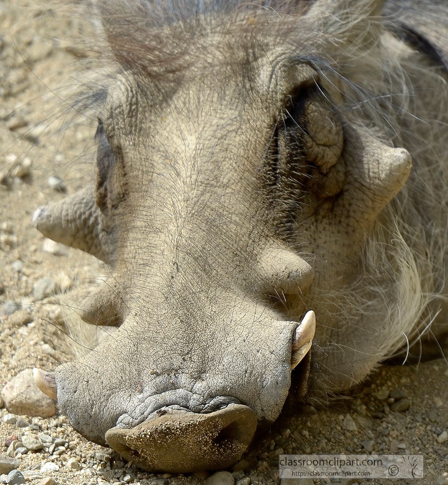closeup-of-warthog.jpg