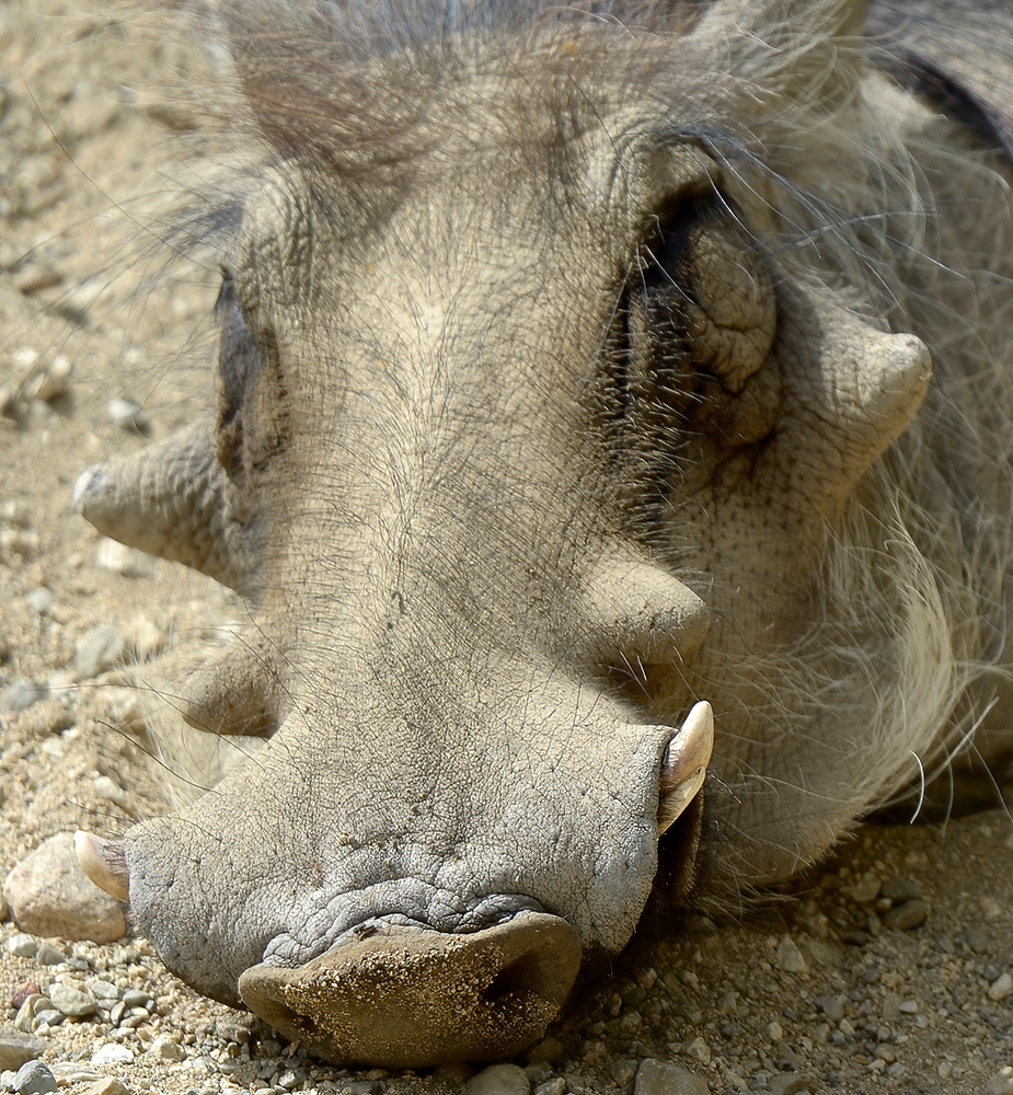 closeup-warthog-pig-family.jpg