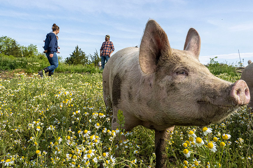 curious-pig-in-pasture-with-flowers.jpg