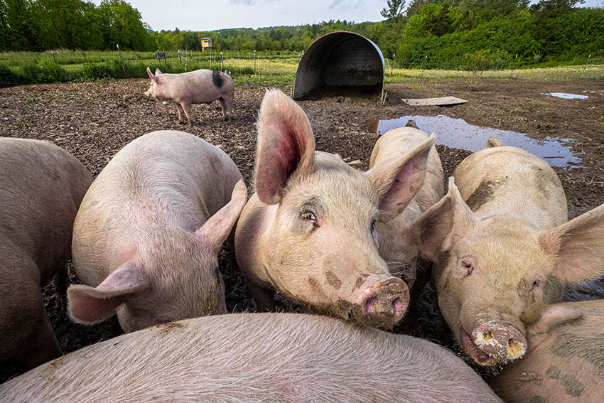 cute-pigs-close-together-at-a-farm.jpg