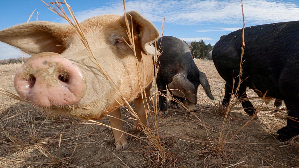 face-of-pasture-raised-hogs-on-farm.jpg