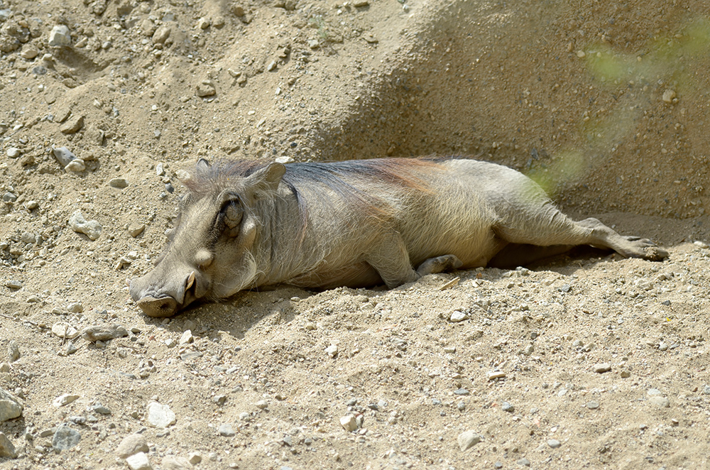 laying-in-dirt-warthog-pig-family.jpg