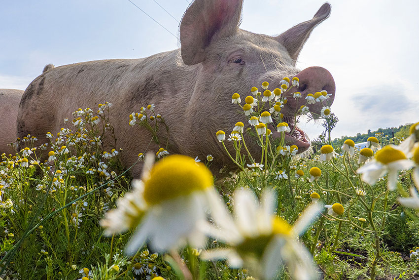 pig-in-pasture-with-flowers.jpg