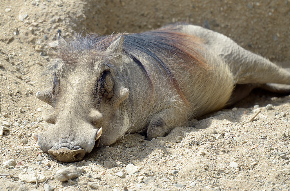 resting-warthog-pig-family.jpg