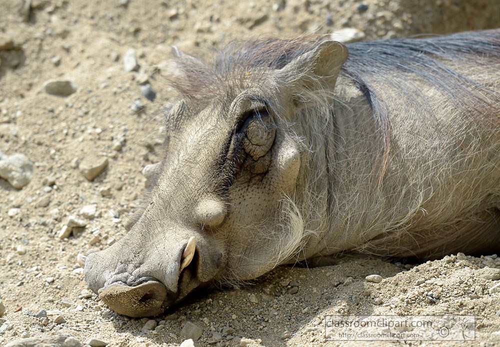 sideview-of-warthog-animal.jpg