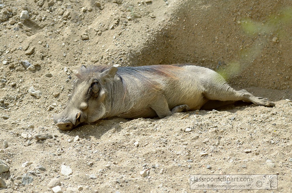 warthog-laying-in-dirt.jpg