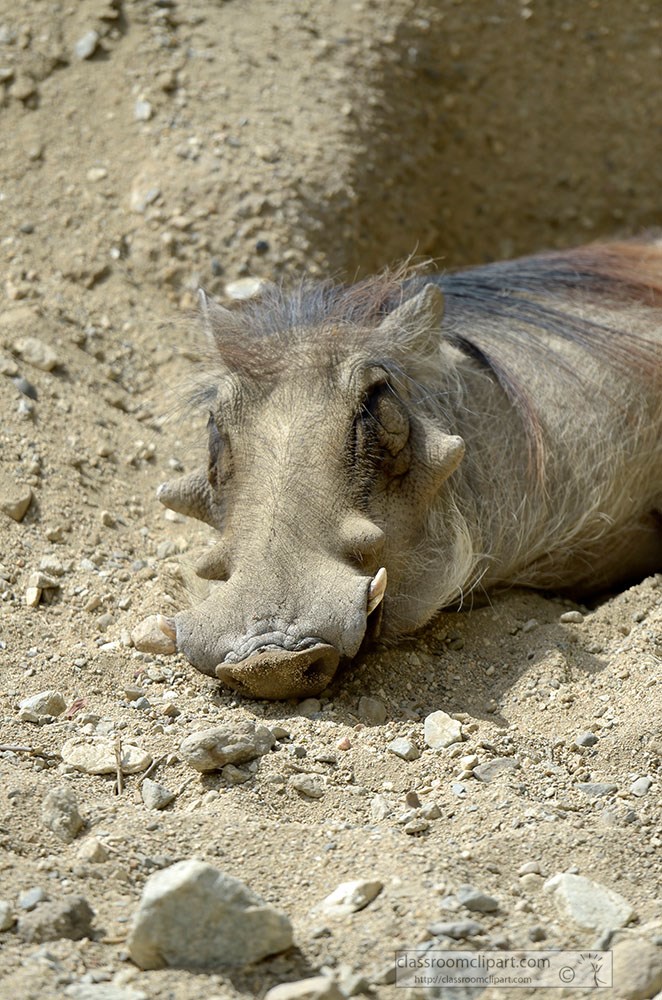 warthog-resting-in-dirt.jpg
