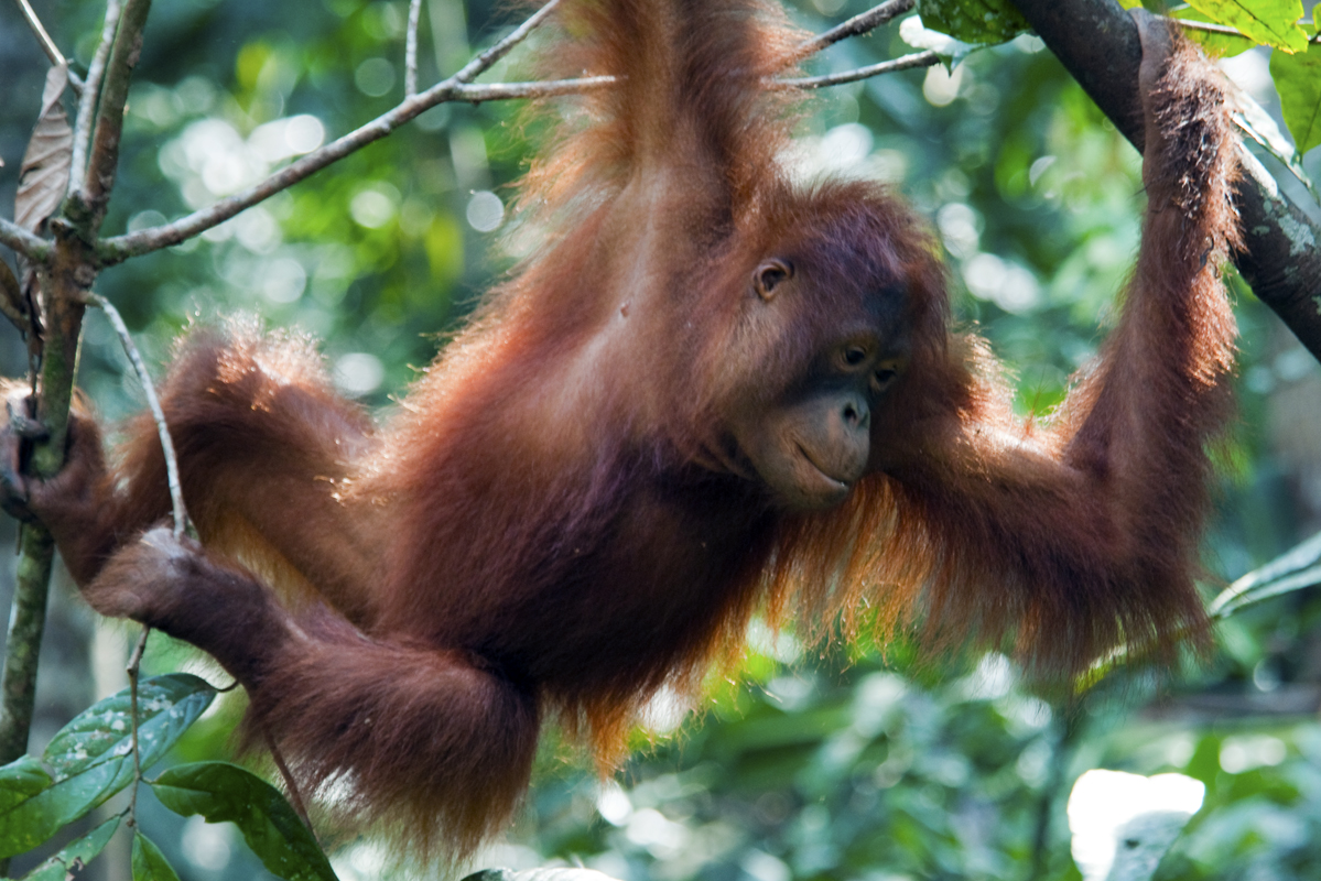 Borneo_1758.jpg