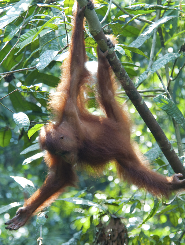 Borneo_1784.jpg