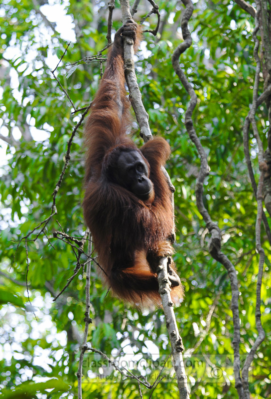 Borneo_1797a.jpg