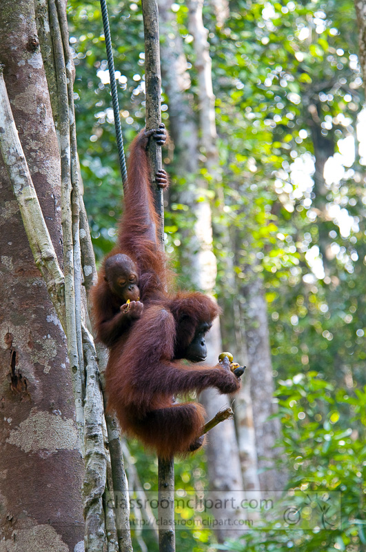 Borneo_1838a.jpg