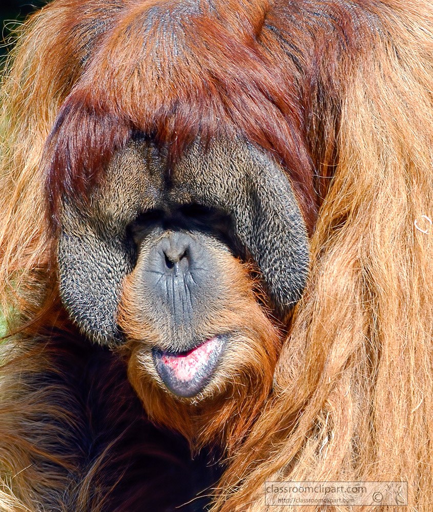 orangutan-face-closeup-shows-distinctive-red-fur.jpg