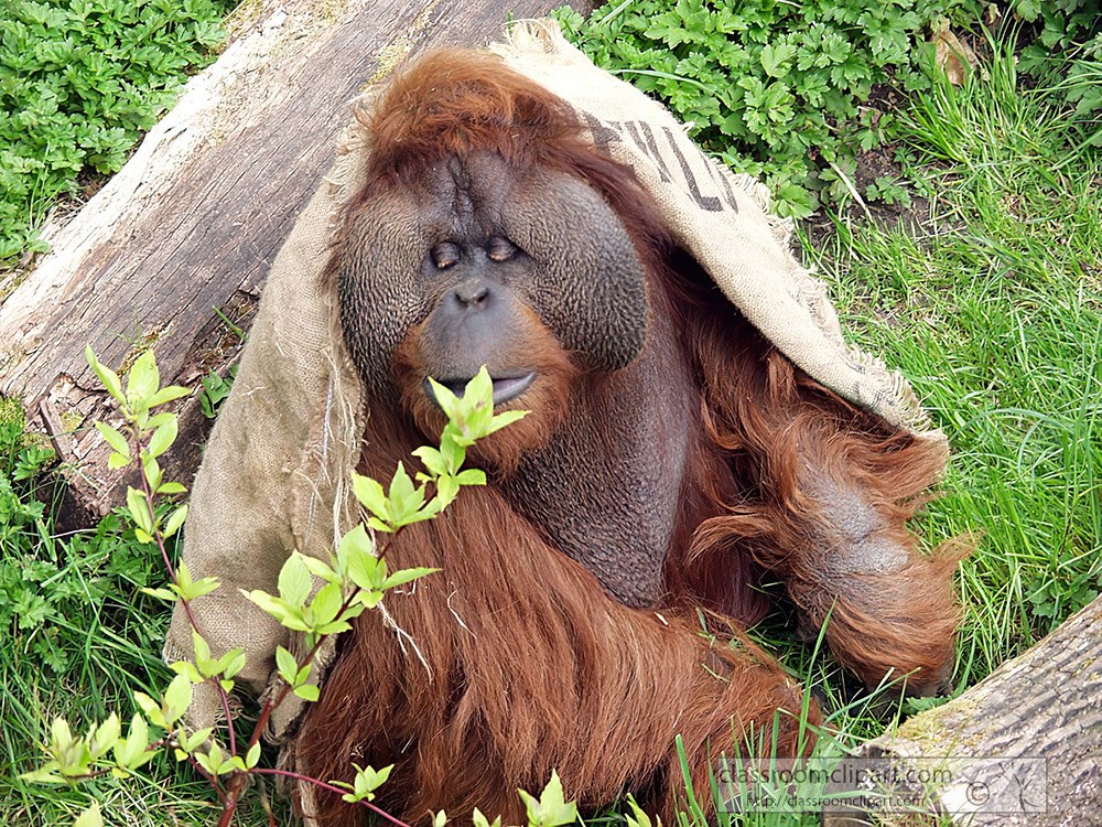orangutan-playing-at-zoo-50.jpg