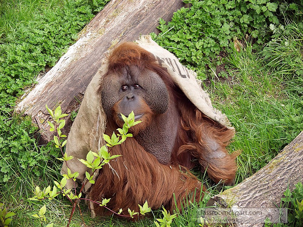 orangutan-playing-at-zoo-51.jpg