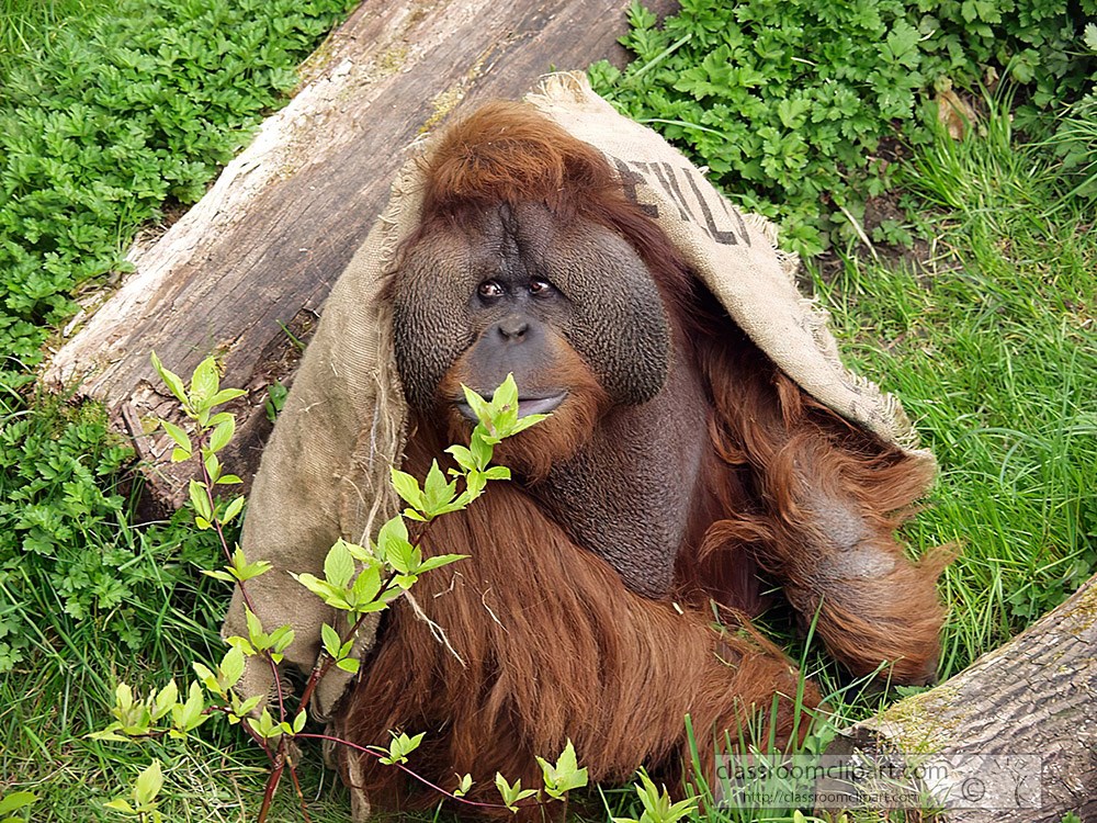 orangutan-playing-at-zoo-53.jpg