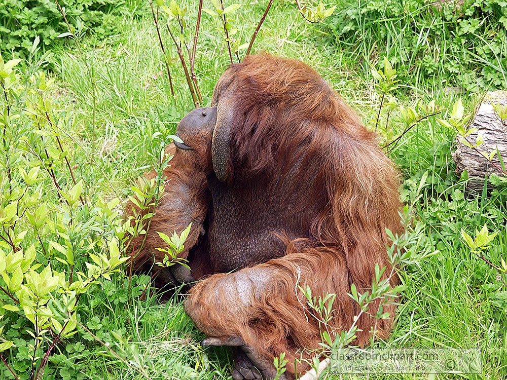 orangutan-playing-at-zoo-67.jpg