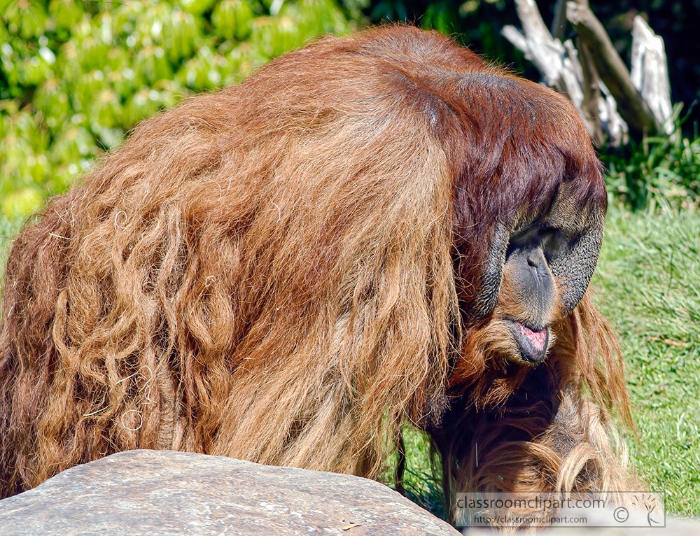 orangutan-walking-near-rocks.jpg