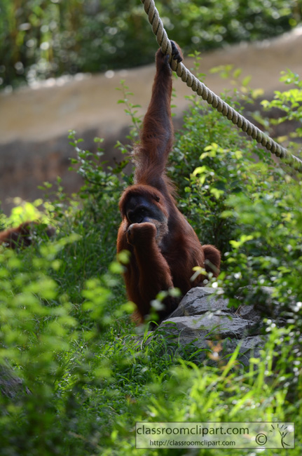 orangutan_hanging_on_rope_2411A.jpg