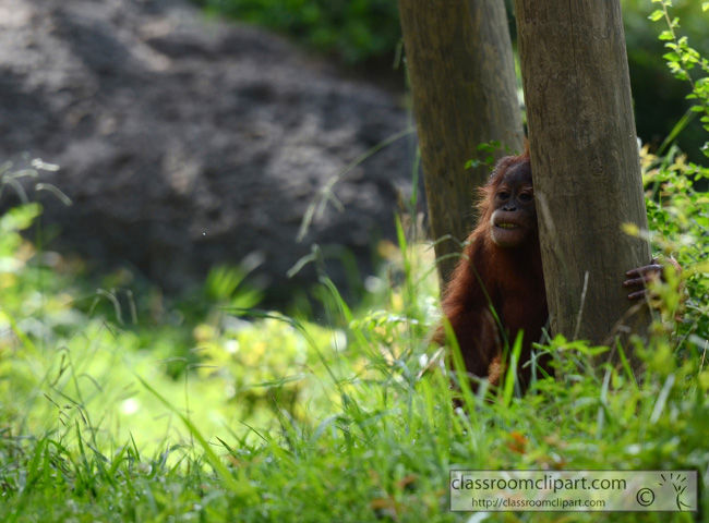 sumatran_orangutan_2392Aa.jpg