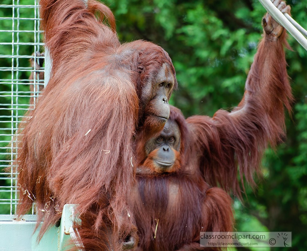 two_orangutan-at-zoo.jpg