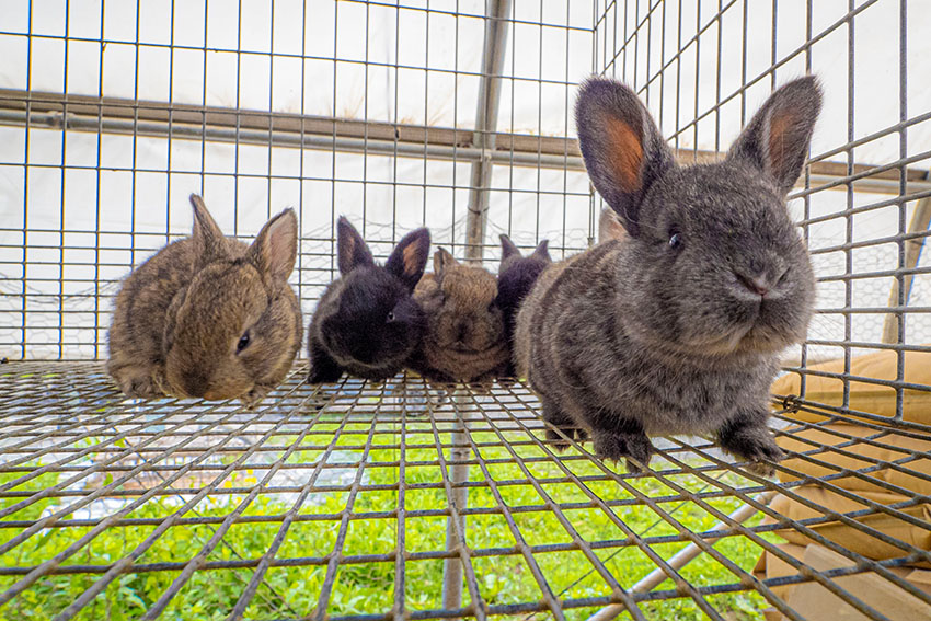 cute-rabbits-at-organic-farm.jpg