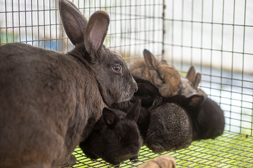 group-of-rabbits-in-a-cage.jpg