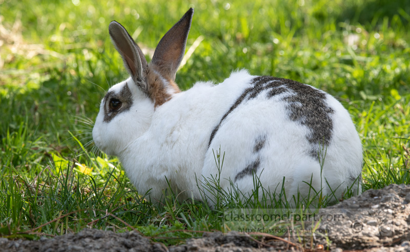 oryctolagus-cuniculus-domestic-rabbit-photo-5042.jpg