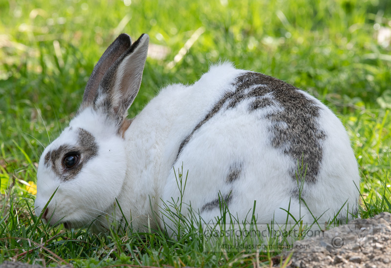 oryctolagus-cuniculus-domestic-rabbit-photo-5045.jpg