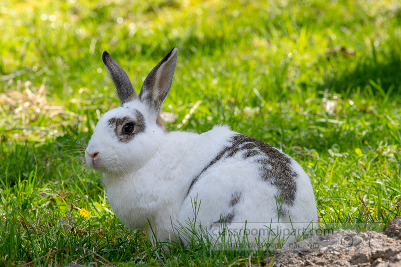 oryctolagus-cuniculus-domestic-rabbit-photo-5048.jpg