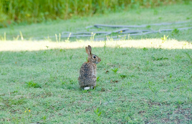 rabbit-sitting-on-grass.jpg
