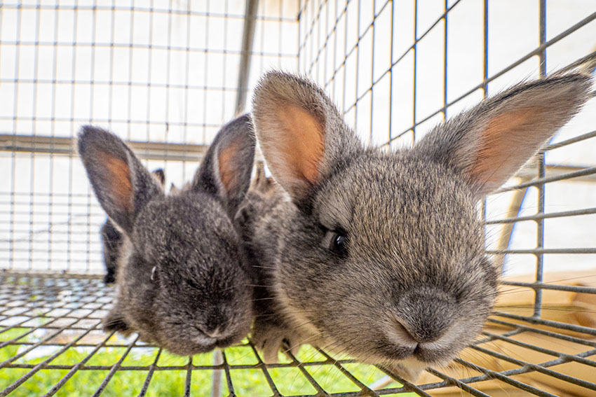 two-gray-rabbits-front-view.jpg