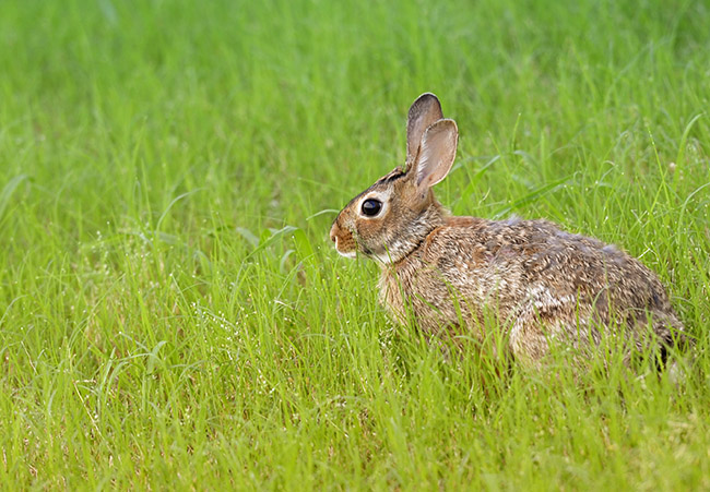 wild_rabbit_in_grass-2.jpg