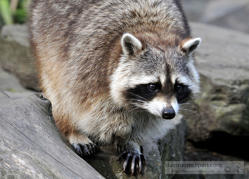 picture-raccoon-6303A.jpg