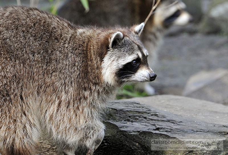 picture-raccoon-6309A.jpg