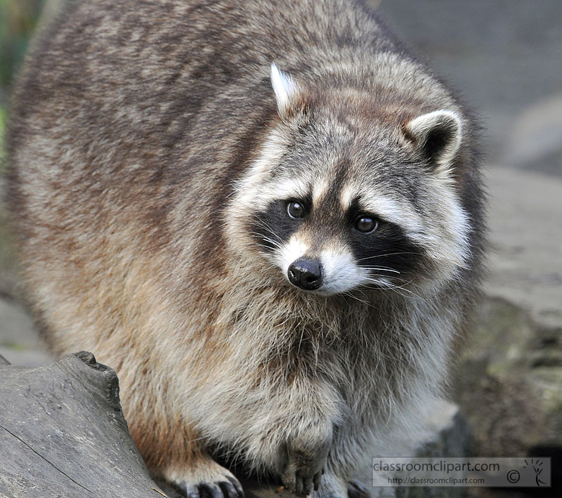 picture-raccoon-closeup-face-front-6304A.jpg
