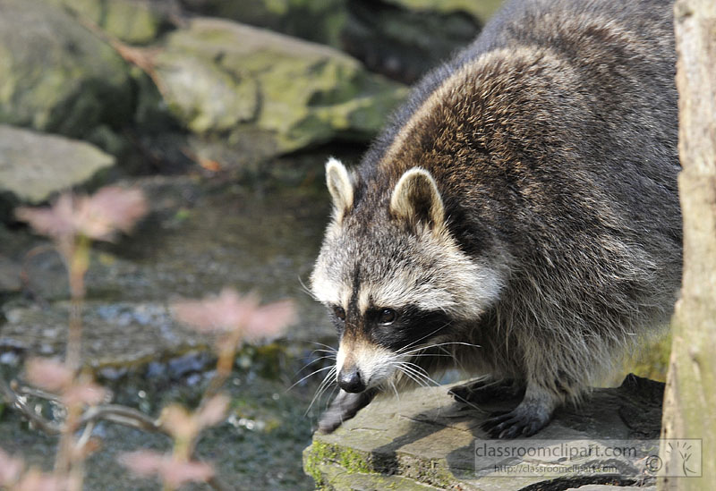 picture-raccoon-near-water-image-HOL6282a.jpg