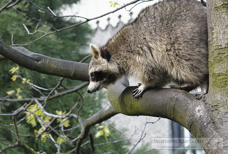 picture-raccoon-on-tree-branches-330.jpg