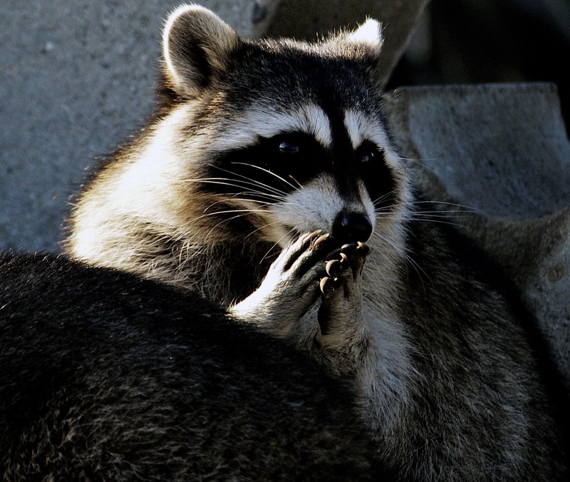 raccoon-with-paws-to-mouth_10_28_46.jpg