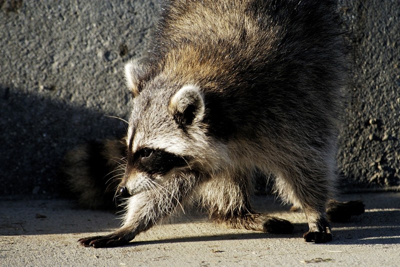 raccoon_10_28_29.jpg