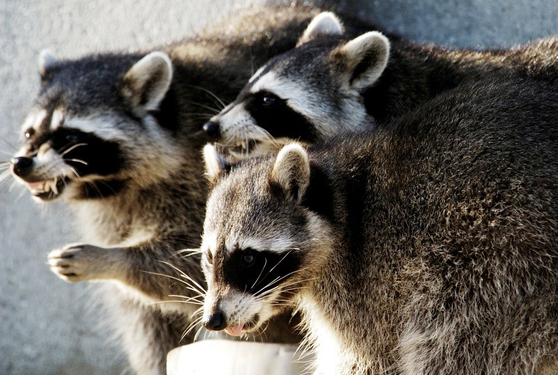 three-raccoons-showing-teeth_10_28_45.jpg