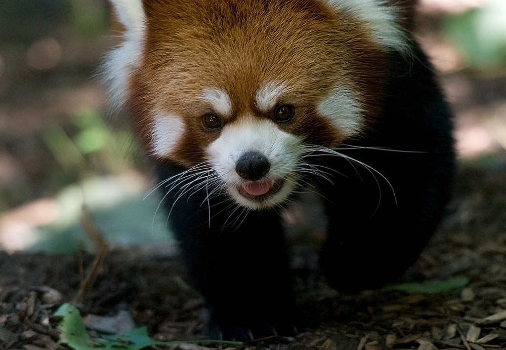 red-panda-adorable-fluffy-faces.jpg