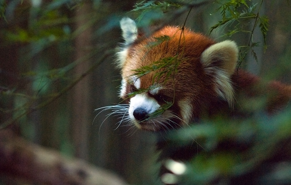 red-panda-live-in-temperate-forests.jpg